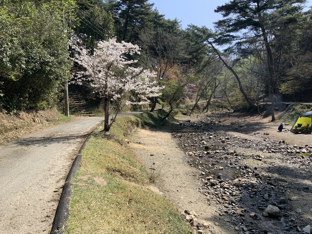 山城森林公園の桜の写真1