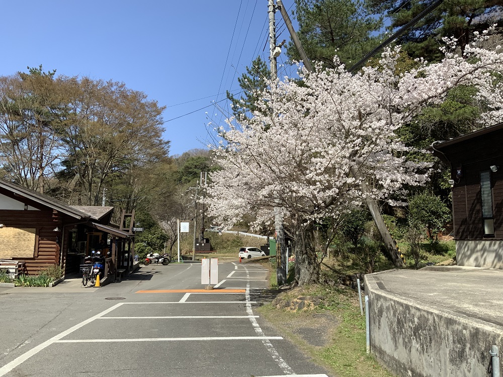 山城森林公園の桜の写真2