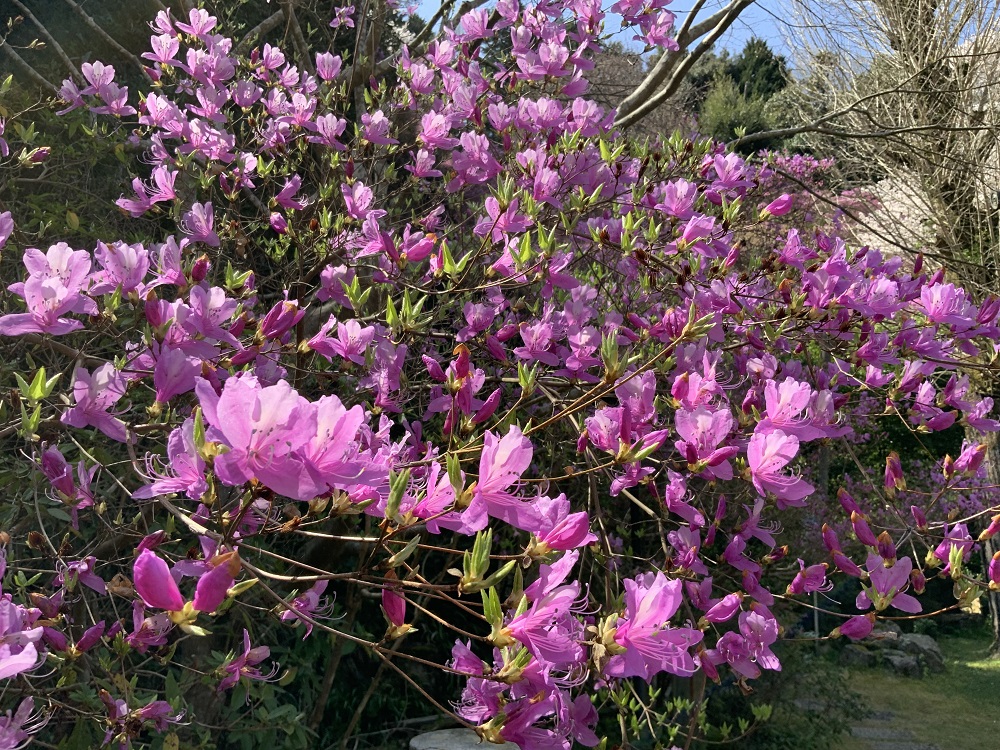 ミツバツツジの写真1