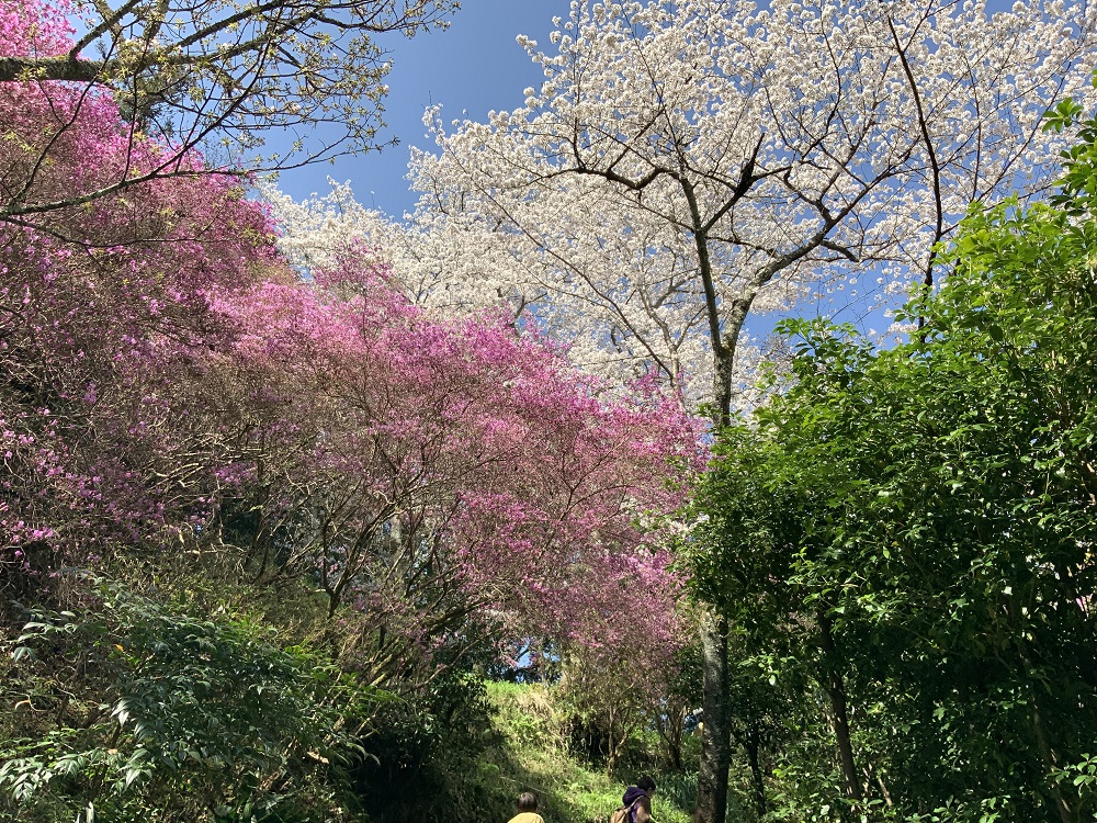 ミツバツツジと桜の写真1