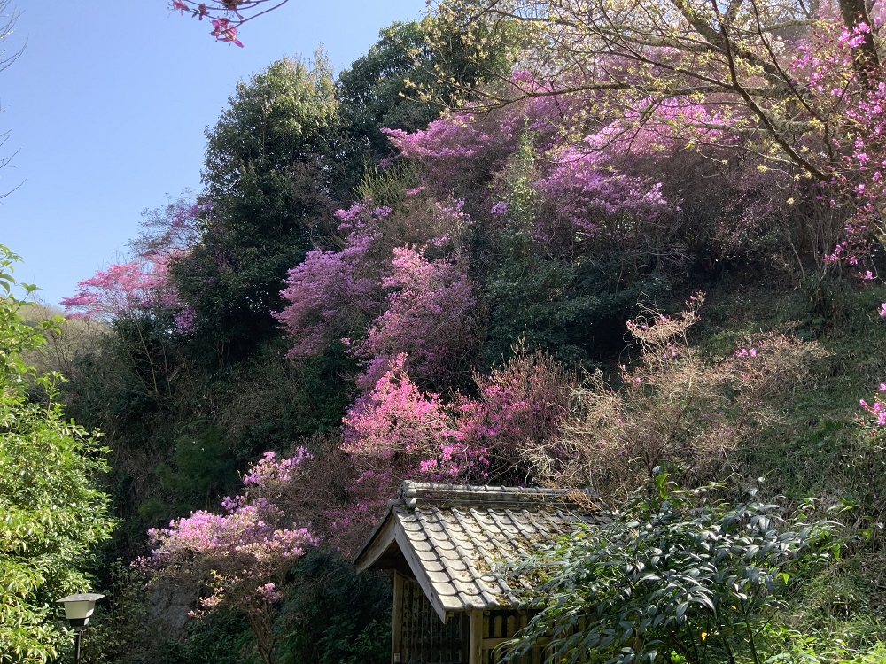 ミツバツツジの写真2