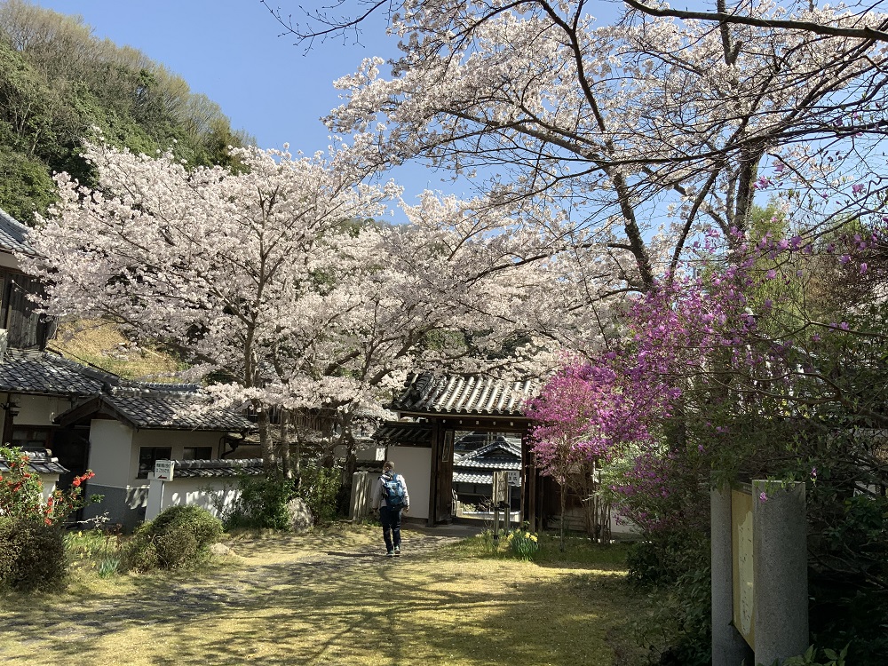 ミツバツツジと桜の写真2