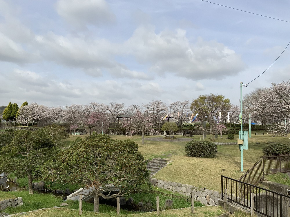 鯉のぼりと桜の写真