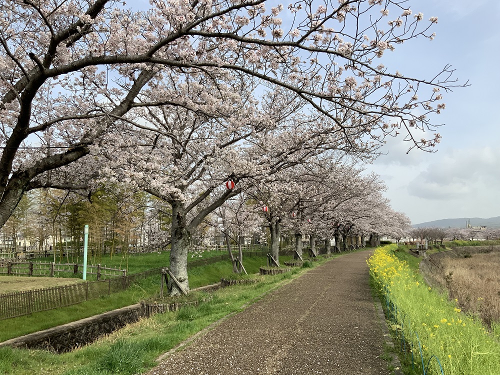 ふれあい広場の桜の写真1