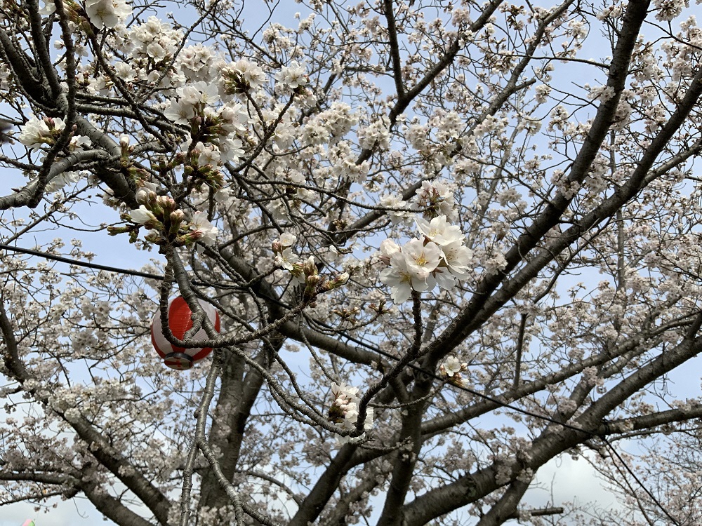 ふれあい広場の桜の写真2