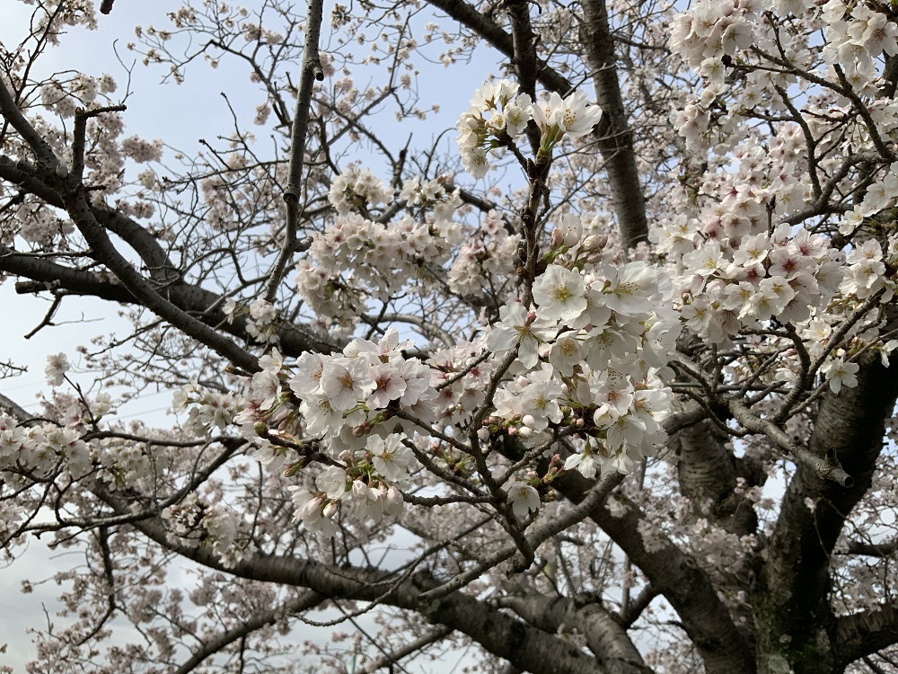 ふれあい広場の桜の写真3