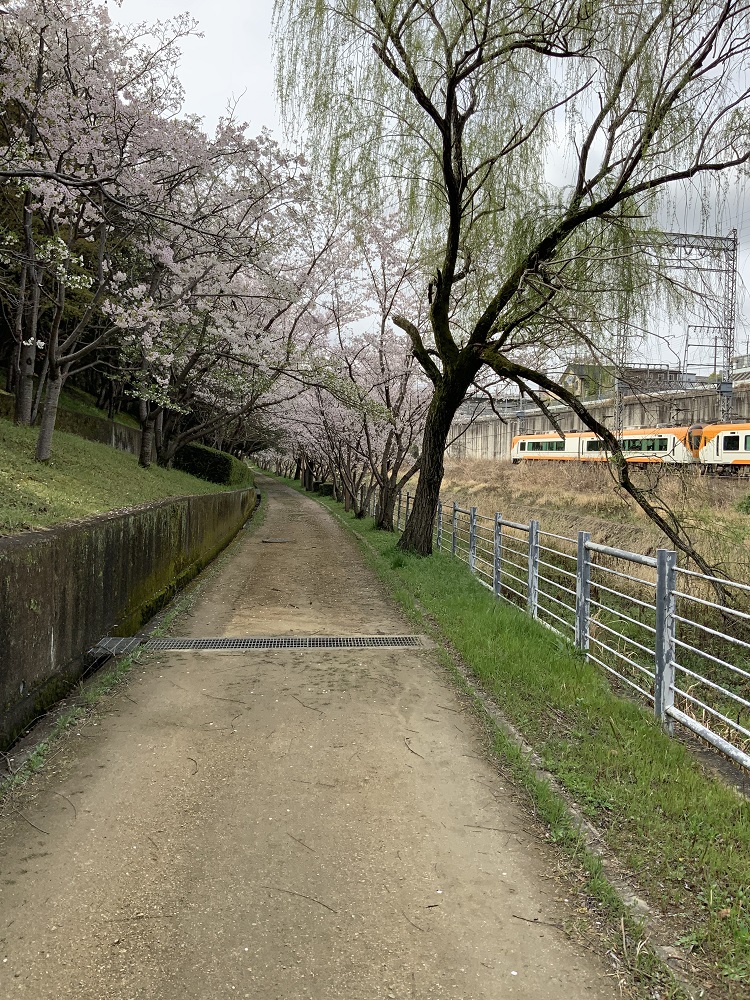 桜と電車とのショット