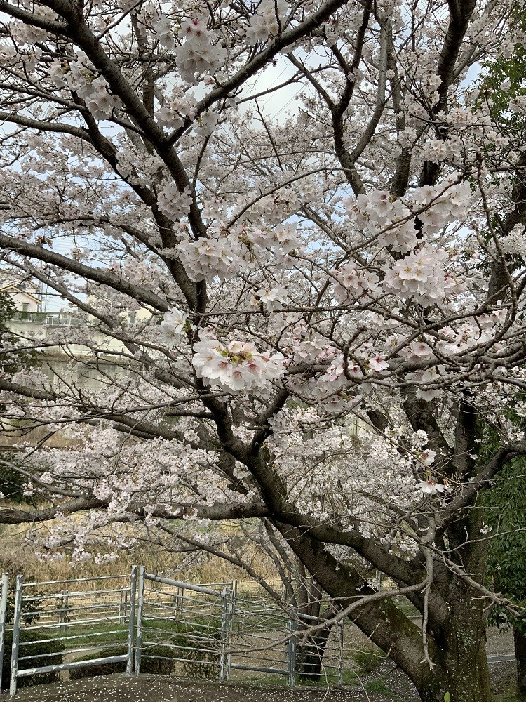 椎の木の道の桜の写真2