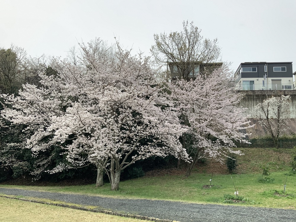 音淨ヶ谷公園の桜の写真