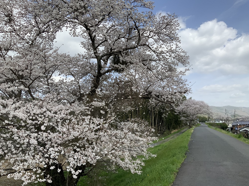 恭仁大橋（加茂駅側）の桜の写真1