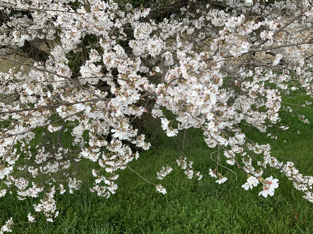 恭仁大橋（加茂駅側）の桜の写真2