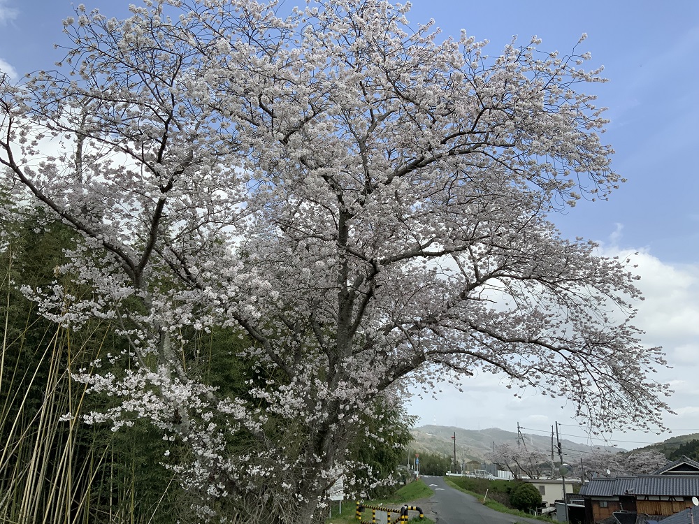 恭仁大橋の恭仁宮跡側の桜の写真