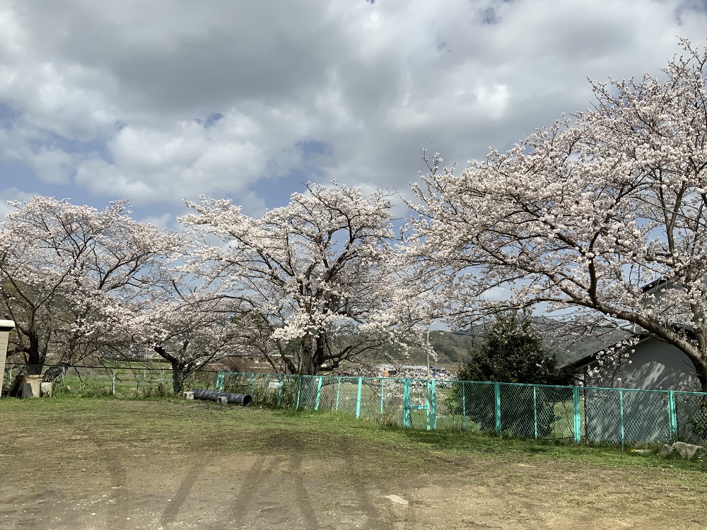 くにのみや学習館の桜の写真1