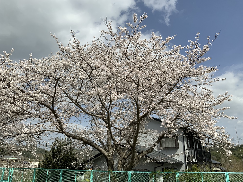 くにのみや学習館の桜の写真2