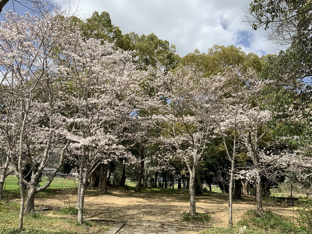 恭仁宮跡の桜の写真1