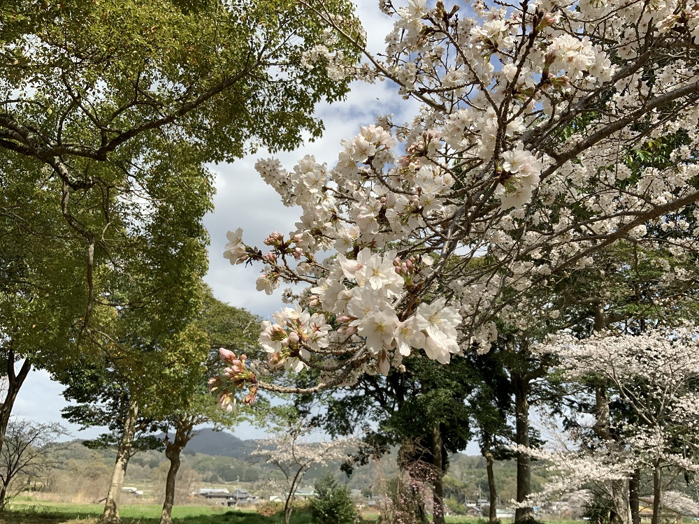 恭仁宮跡の桜の写真2