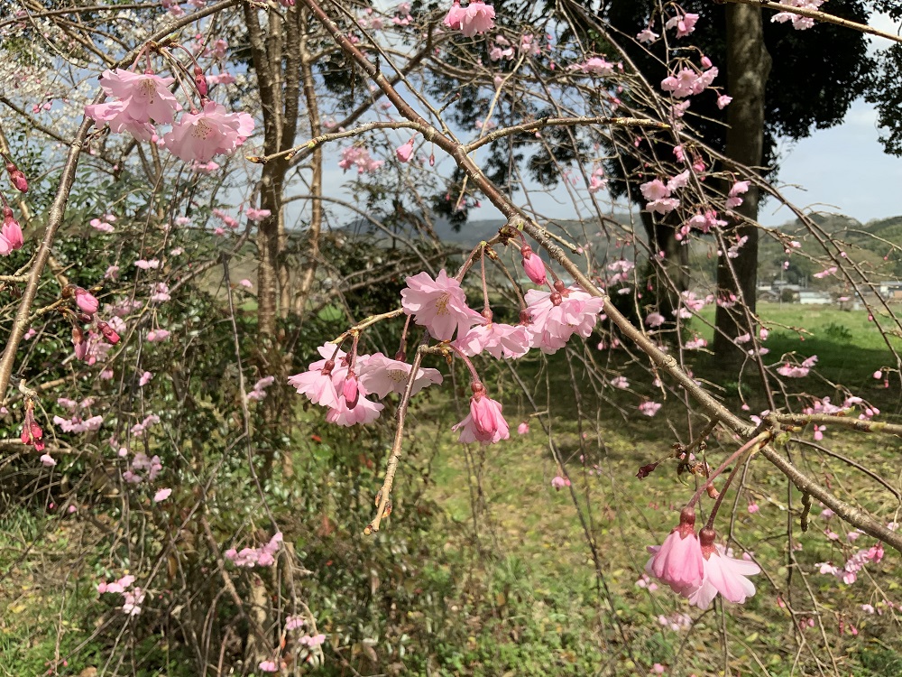 枝垂桜の写真