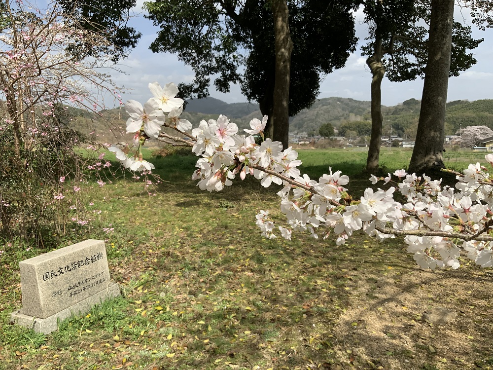 恭仁宮跡の桜の写真3