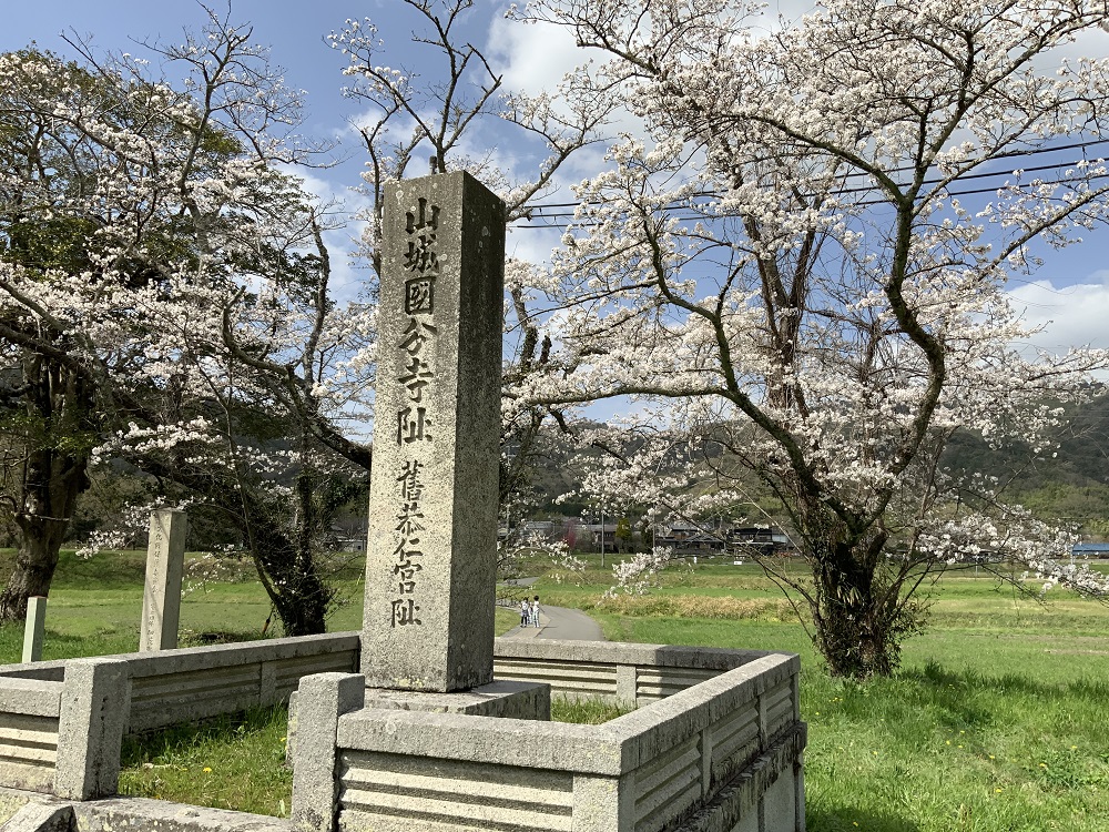 大極殿跡の桜の写真