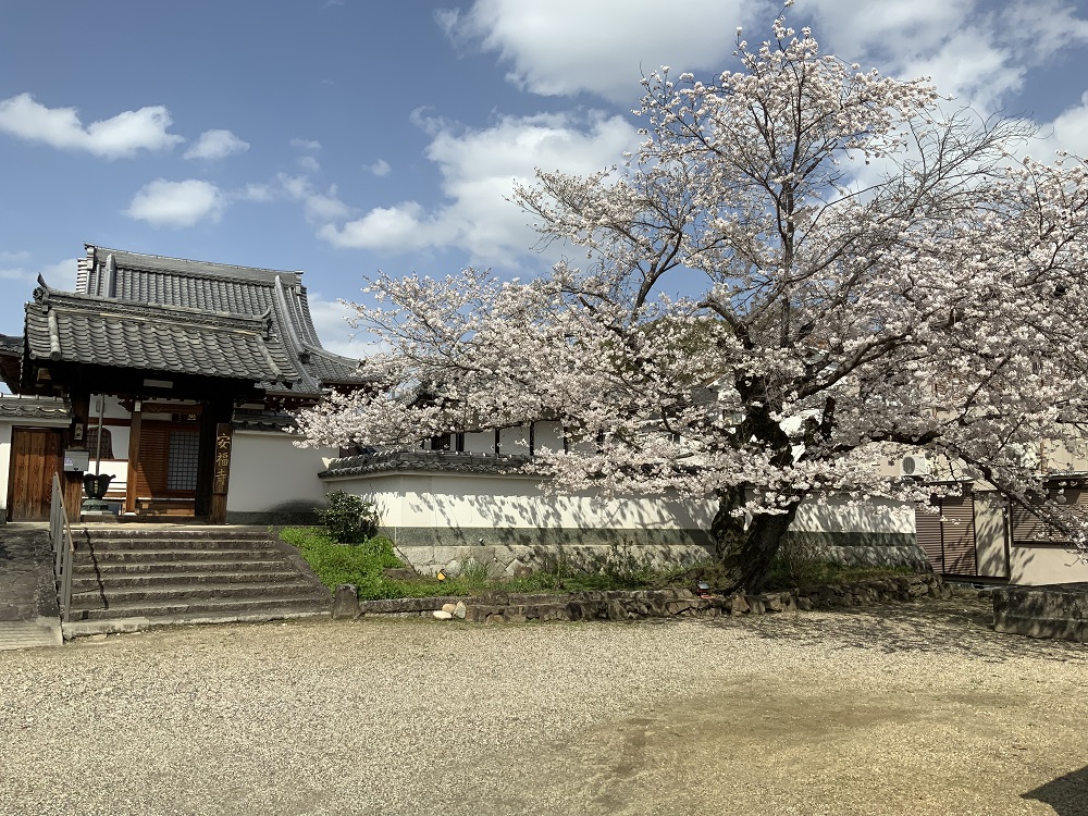 安福寺の桜の写真
