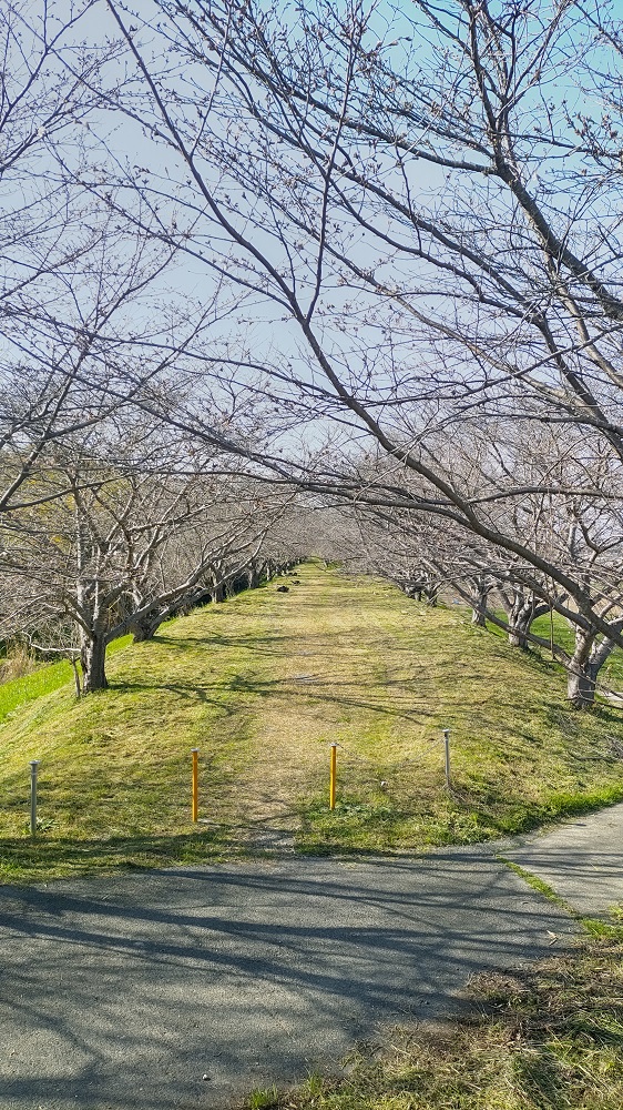 桜の道の写真