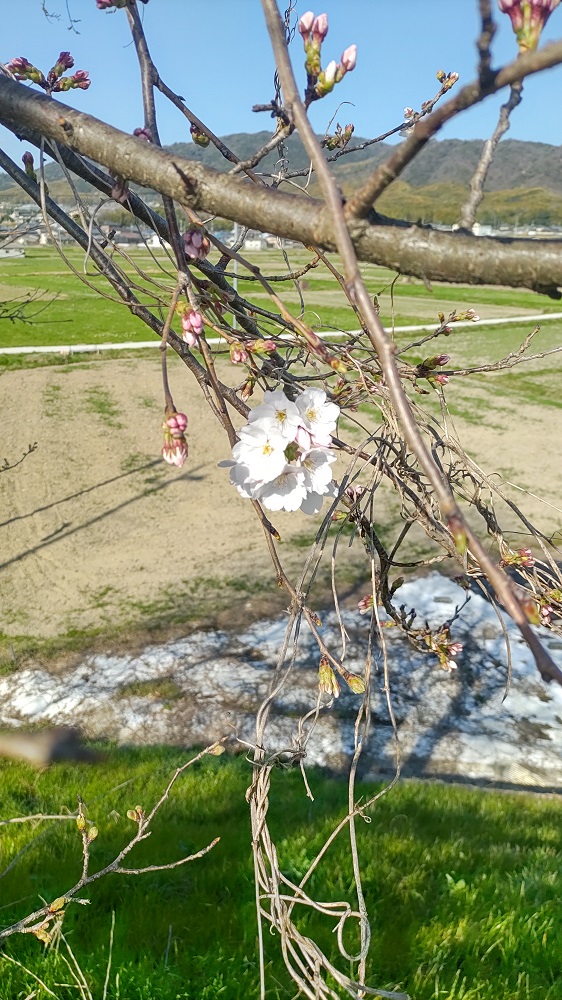 天神川沿いの桜の写真1