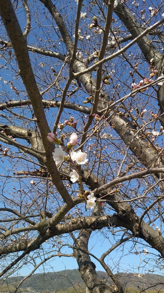 天神川沿いの桜の写真2