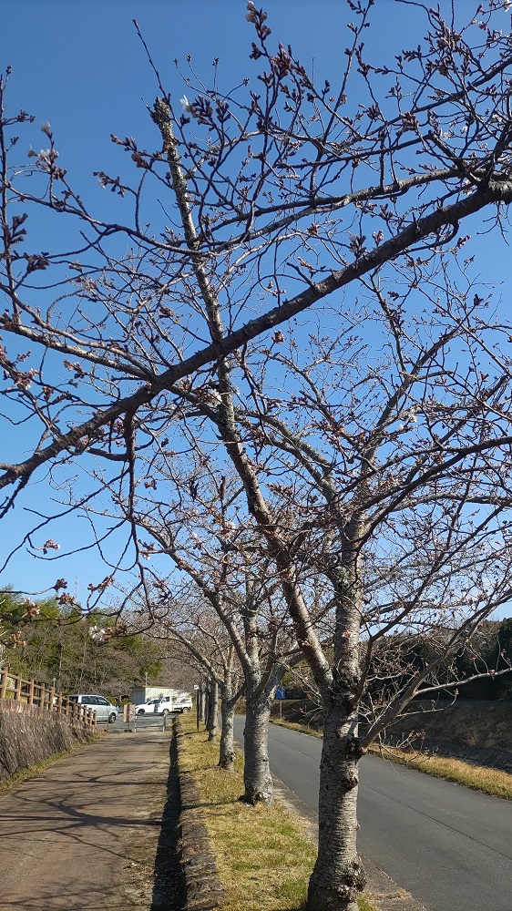 川沿いの桜の木の写真