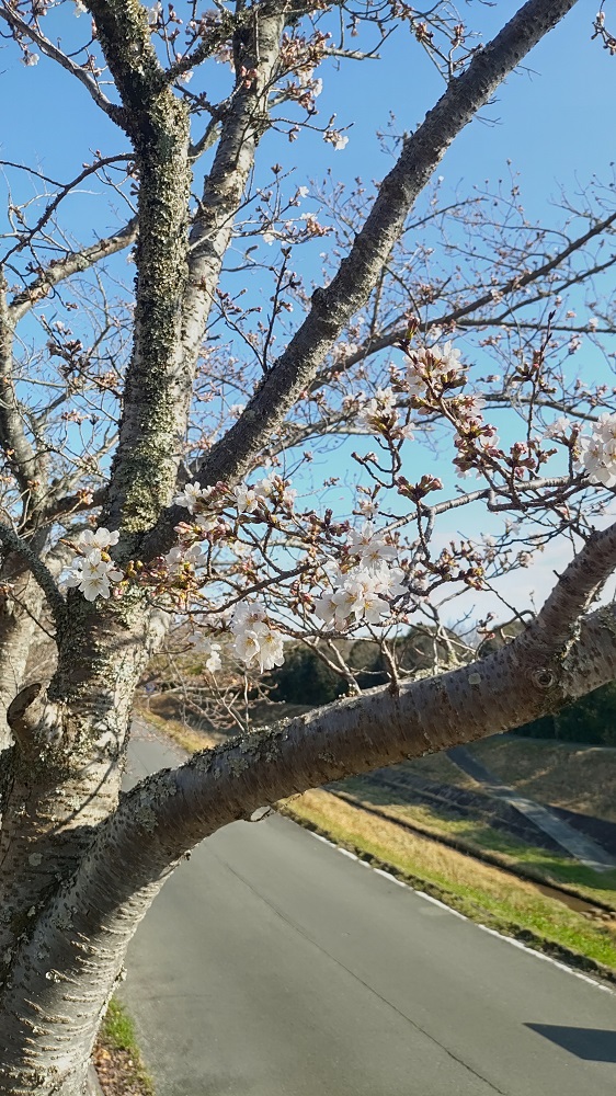 駐車場近くの桜の写真1