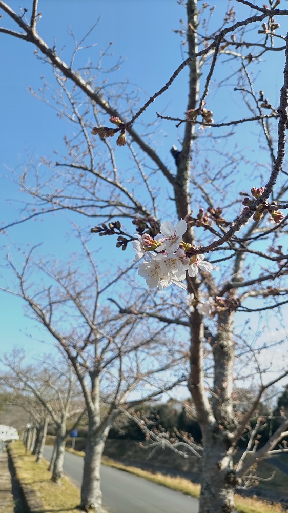 駐車場近くの桜の写真2