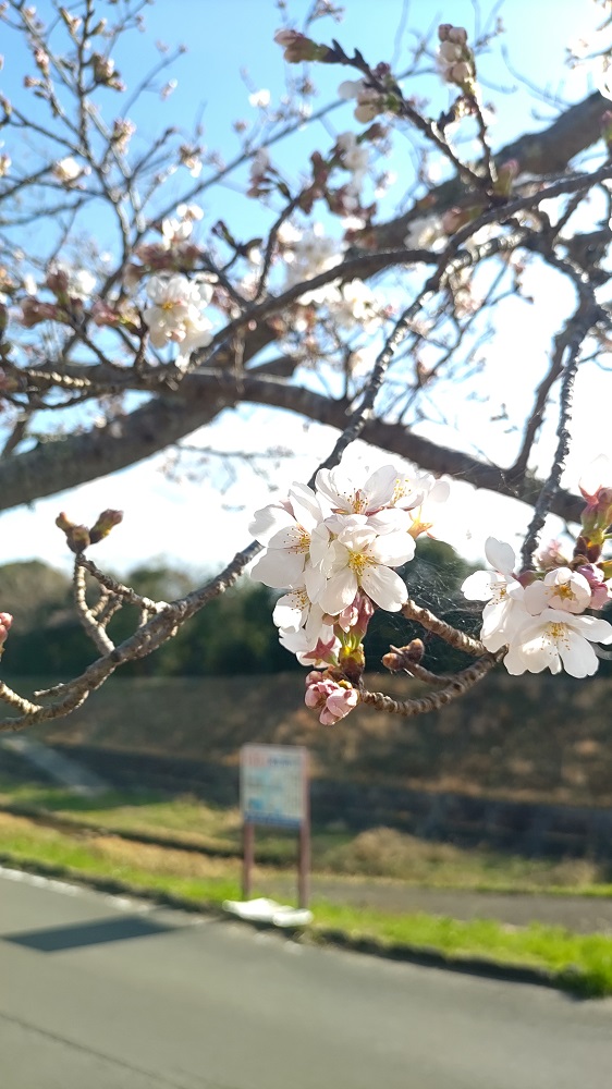 駐車場近くの桜の写真3