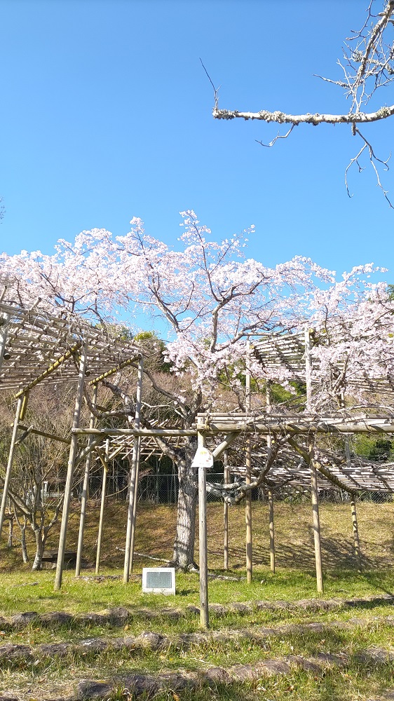 早咲きの桜の写真1