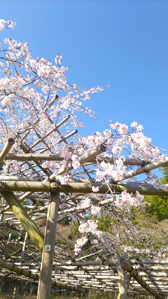 早咲きの桜の写真2