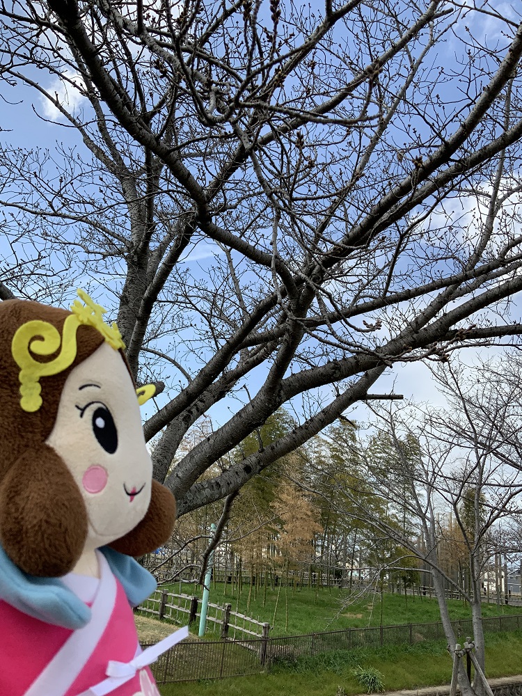 ふれあい広場の桜の木の写真