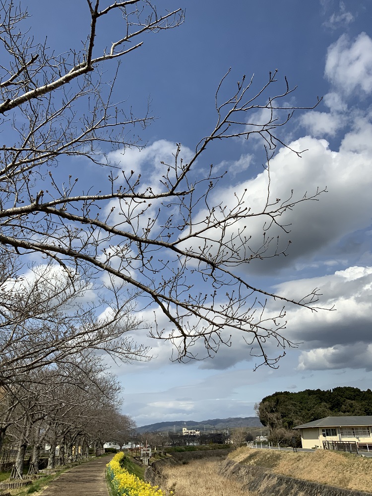 ふれあい広場の桜のつぼみの写真
