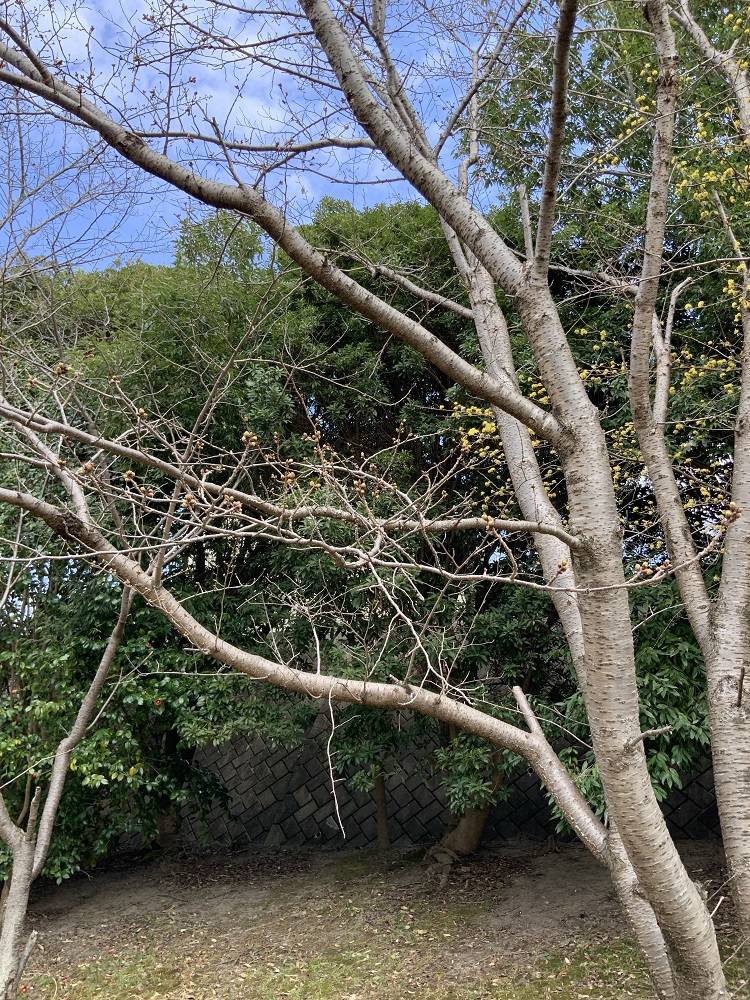 椎の木の道の桜の木の写真