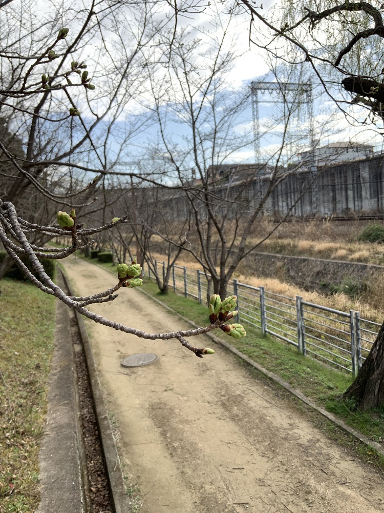 椎の木の道の桜のつぼみの写真1