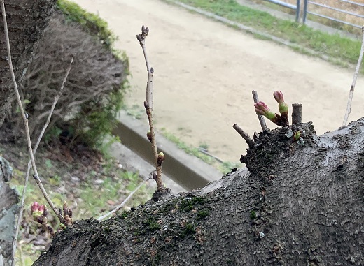 椎の木の道の桜のつぼみの写真2