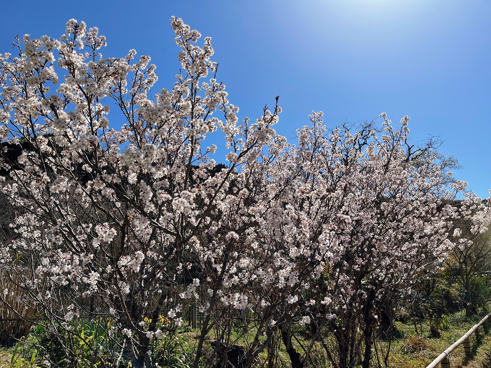 浄瑠璃寺周辺の桜の写真1