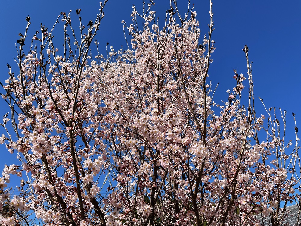 浄瑠璃寺周辺の桜の写真3