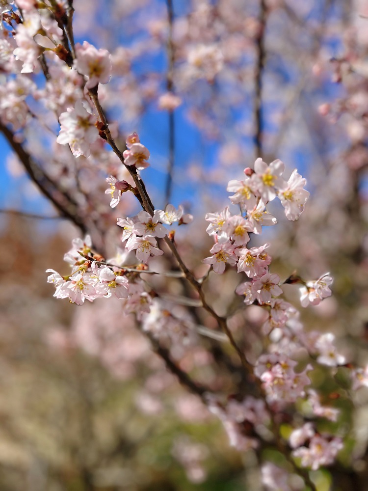 浄瑠璃寺周辺の桜の写真4