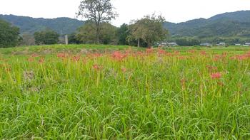 恭仁宮跡の彼岸花の写真