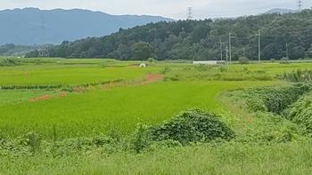 加茂町高田地区の彼岸花の写真