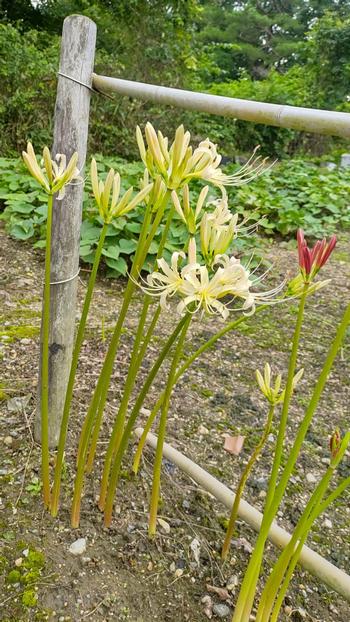 白い彼岸花の写真