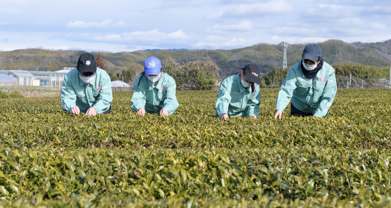 お茶葉の収穫の様子