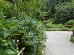 平成26年6月9日現在の岩船寺のアジサイ1