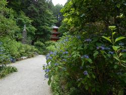 平成26年6月9日現在の岩船寺のアジサイ2