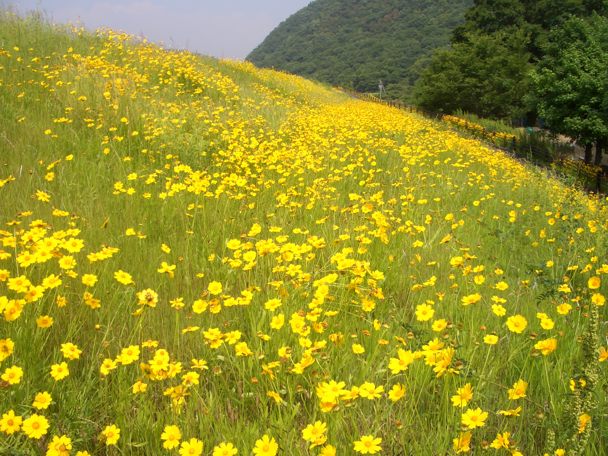 オオキンケイギクの花の写真