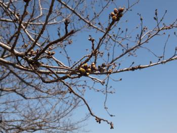 ふれあい広場周辺の桜のつぼみ