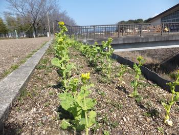 ふれあい広場周辺の菜の花